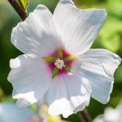 Patio Lavatera Mallow 'Barnsley Baby' -Garden Centre Store 510339 2