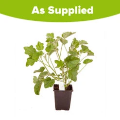 Patio Lavatera Mallow 'Barnsley Baby' -Garden Centre Store 510339 3