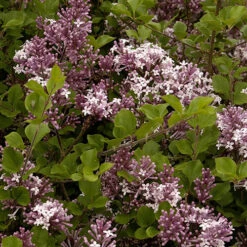 Patio Lilac 'Palibin' -Garden Centre Store 510349 2