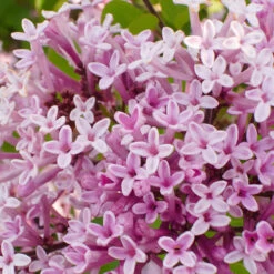 Patio Lilac 'Palibin' -Garden Centre Store 510349 3