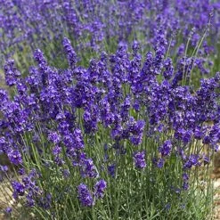 Lavender Munstead -Garden Centre Store 510354 2