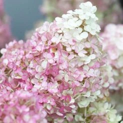 Hydrangea Paniculata Collection -Garden Centre Store 510358 2