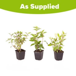 Hydrangea Paniculata Collection -Garden Centre Store 510358 4