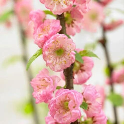 Flowering Almond Tree Prunus Triloba 6 Flowering Almond Tree Prunus Triloba -Garden Centre Store 510361 2