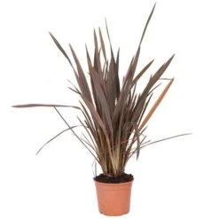 Phormium 'Sundowner Pink' -Garden Centre Store 510369 2