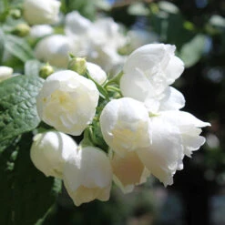 Philadelphue - Mock Orange - 'Virginal' -Garden Centre Store 510393 2
