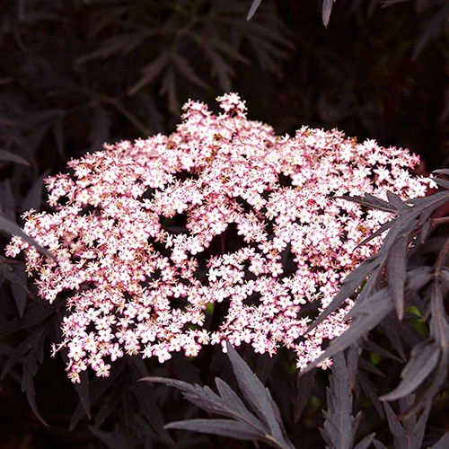 Sambucus Nigra 'Black Lace' 2 Sambucus Nigra 'Black Lace' - Image 2