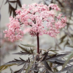 Sambucus Nigra 'Black Lace' 10 Sambucus Nigra 'Black Lace' -Garden Centre Store 510394 3
