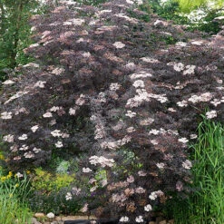 Sambucus Nigra 'Black Lace' 11 Sambucus Nigra 'Black Lace' -Garden Centre Store 510394 4