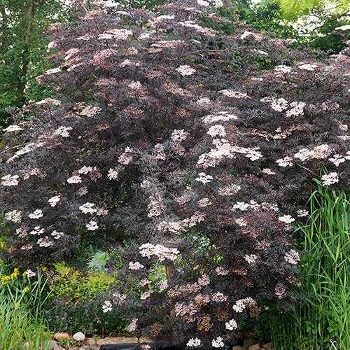 Sambucus Nigra 'Black Lace' 5 Sambucus Nigra 'Black Lace' - Image 5