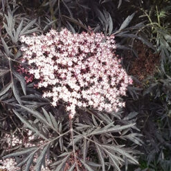 Sambucus Nigra 'Black Lace' 12 Sambucus Nigra 'Black Lace' -Garden Centre Store 510394 5