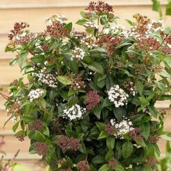 Evergreen Shrub Collection -Garden Centre Store 510403 2