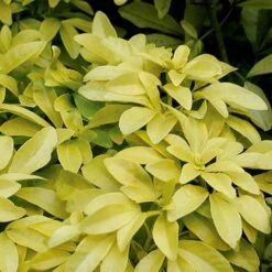 Evergreen Shrub Collection -Garden Centre Store 510403 3