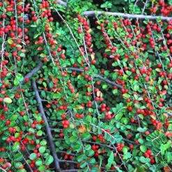 Evergreen Shrub Collection -Garden Centre Store 510403 4