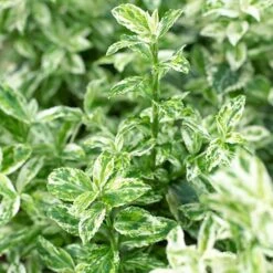 Evergreen Shrub Collection -Garden Centre Store 510403 6