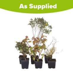 Evergreen Shrub Collection -Garden Centre Store 510403 7