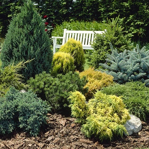 Evergreen Hardy Dwarf Conifer Collection 1 Evergreen Hardy Dwarf Conifer Collection