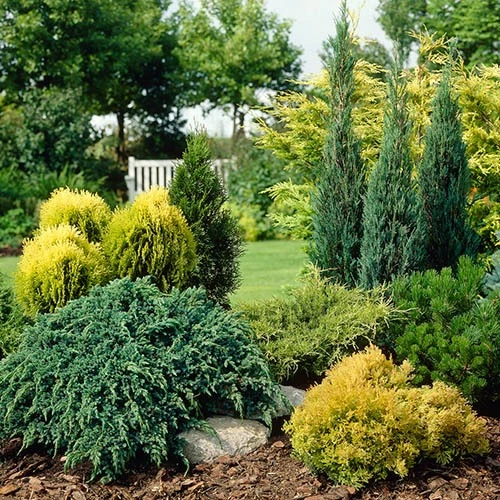 Evergreen Hardy Dwarf Conifer Collection 2 Evergreen Hardy Dwarf Conifer Collection - Image 2