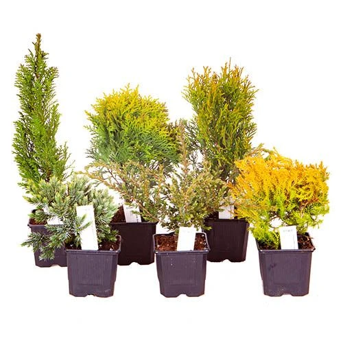 Evergreen Hardy Dwarf Conifer Collection 3 Evergreen Hardy Dwarf Conifer Collection - Image 3
