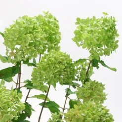 Hydrangea Paniculata 'Little Lime' Standard -Garden Centre Store 510424 2