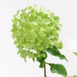 Hydrangea Paniculata 'Little Lime' Standard -Garden Centre Store 510424 3