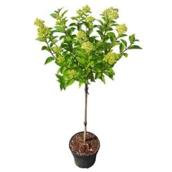 Hydrangea Paniculata 'Little Lime' Standard -Garden Centre Store 510424 4