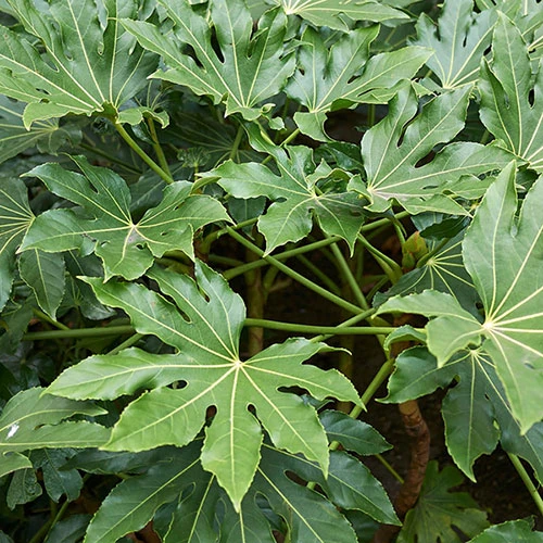 Fatsia Japonica - Castor Oil Plant 2 Fatsia Japonica - Castor Oil Plant - Image 2