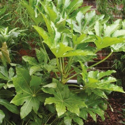 Fatsia Japonica - Castor Oil Plant 8 Fatsia Japonica - Castor Oil Plant -Garden Centre Store 510428 3