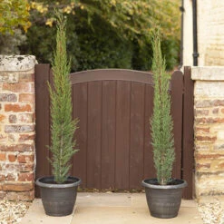 Pair Of Italian Cypress Trees -Garden Centre Store 510471 2