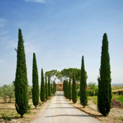 Pair Of Italian Cypress Trees -Garden Centre Store 510471 4