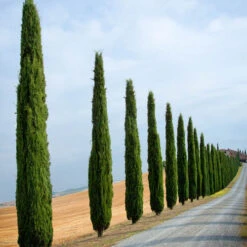 Pair Of Italian Cypress Trees -Garden Centre Store 510471 5