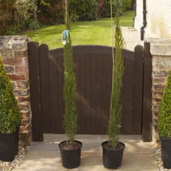 Pair Of Italian Cypress Trees -Garden Centre Store 510471 6