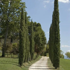 Pair Of Italian Cypress Trees -Garden Centre Store 510471 7