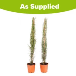 Pair Of Italian Cypress Trees -Garden Centre Store 510471 8