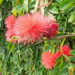 'Dixie Pink' Powder Puff Tree -Garden Centre Store 510508 2
