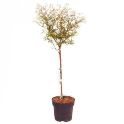 'Dixie Pink' Powder Puff Tree -Garden Centre Store 510508 3