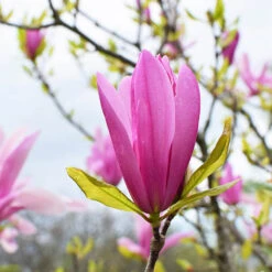 Magnolia 'Susan' Standard Shrub -Garden Centre Store 510509 2
