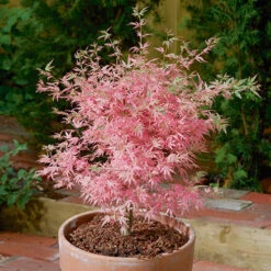 Acer Palmatum 'Taylor' -Garden Centre Store 510524 3