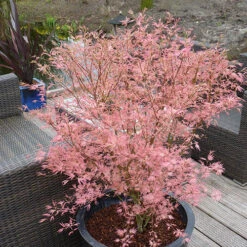 Acer Palmatum 'Taylor' -Garden Centre Store 510524 4