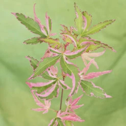 Acer Palmatum 'Taylor' -Garden Centre Store 510524 5