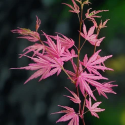 Acer Palmatum 'Taylor' -Garden Centre Store 510524 6