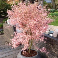 Acer Palmatum 'Taylor' -Garden Centre Store 510524 7
