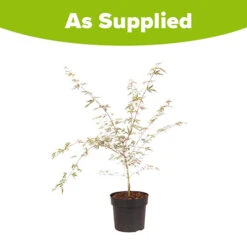 Acer Palmatum 'Taylor' -Garden Centre Store 510524 8