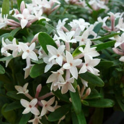 Daphne 'Eternal Fragrance'