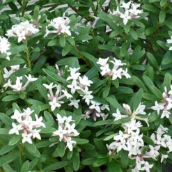 Daphne 'Eternal Fragrance' -Garden Centre Store 510531 2