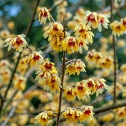 Chimonanthus Praecox - Wintersweet