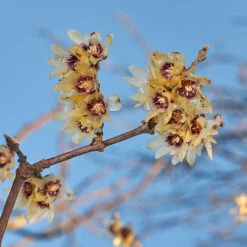 Chimonanthus Praecox - Wintersweet -Garden Centre Store 510536 2