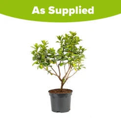 Escallonia 'Pink Elle' 5 Escallonia 'Pink Elle' -Garden Centre Store 510545 2