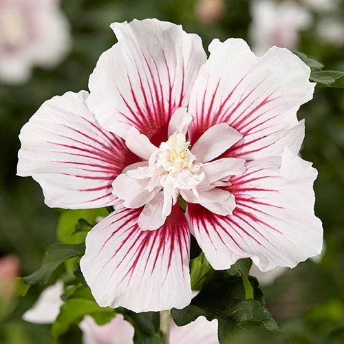 Hibiscus Syriacus Starburst Chiffon 2 Hibiscus Syriacus Starburst Chiffon - Image 2