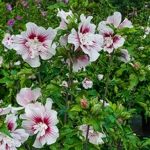 Hibiscus Syriacus Starburst Chiffon 5 Hibiscus Syriacus Starburst Chiffon - Image 5
